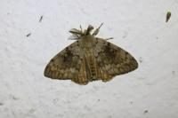 Lymantria dispar