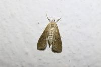 Parapoynx stratiotata