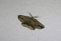 Menophra abruptaria