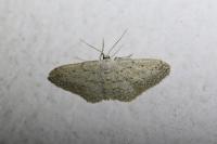Idaea seriata