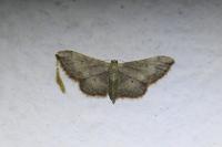 Idaea efflorata