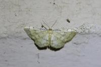 Idaea politaria