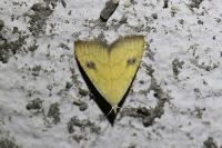 Rivula sericealis