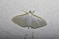 Palpita vitrealis