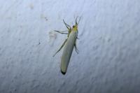 Eilema caniola