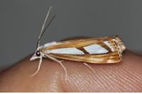 Catoptria