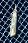 Crambus lathoniellus