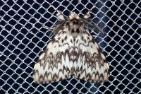 Lymantria monacha