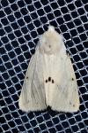 Spilarctia lutea