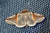 Habrosyne pyritoides