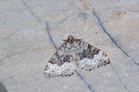 Colostygia olivata