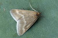 Pyrausta aerealis