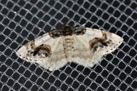 Ligdia adustata