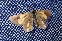 Bupalus piniaria