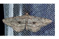 Hypomecis roboraria