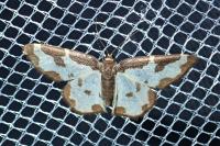Lomaspilis marginata