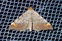 Macaria liturata