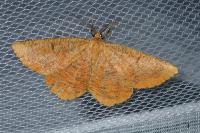 Angerona prunaria