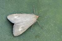Udea uliginosalis