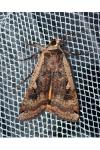 Noctua pronuba