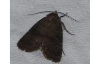 Rusina ferruginea