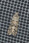 Dioryctria