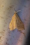 Ostrinia nubilalis
