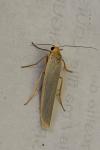 Manulea complana