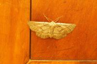 Nychiodes obscuraria