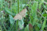 Scopula rubiginata
