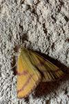 Lythria purpuraria