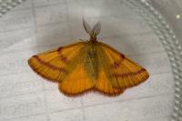 Lythria purpuraria