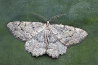 Yezognophos serotinaria serotinoides