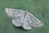 Gnophos obfuscata