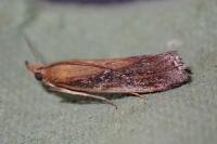 Uncinus obductellus