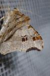 Macaria alternata