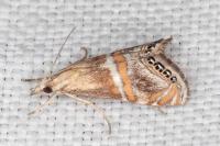 Euchromius anapiellus