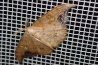 Sabra harpagula