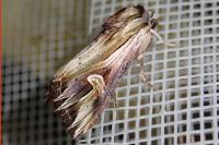Actinotia polyodon