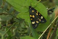 Callimorpha dominula