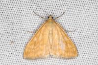Sitochroa verticalis