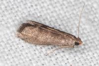 Eccopisa effractella