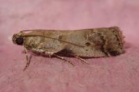 Acrobasis fallouella