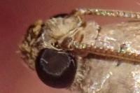 Acrobasis fallouella