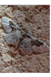 Idaea rusticata