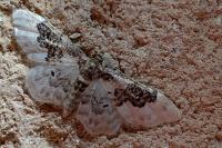 Idaea rusticata