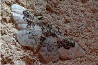 Idaea rusticata