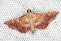 Endotricha flammealis