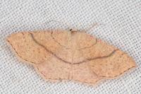 Cyclophora ruficiliaria