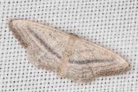 Idaea mediaria